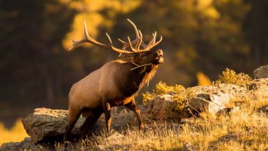 Photo of How Many Stomachs Does an Elk Have (Answered)