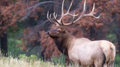 Photo of Can You Eat Elk While Pregnant?