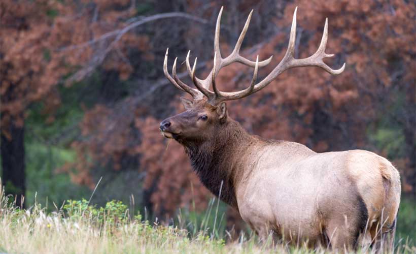 Can You Eat Elk While Pregnant