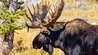 Photo of How Big Is A Elk? A Comprehensive Guide!