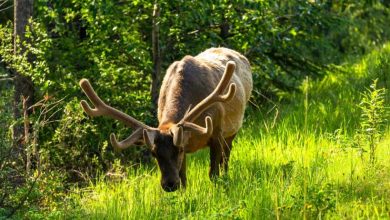 Photo of Where Do Elk Live? An Exploration of their Natural Habitats!