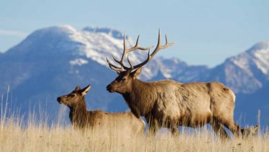 Photo of Does Eating Elk Boost Testosterone? (Answered)