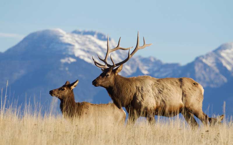 does eating elk boost testosterone