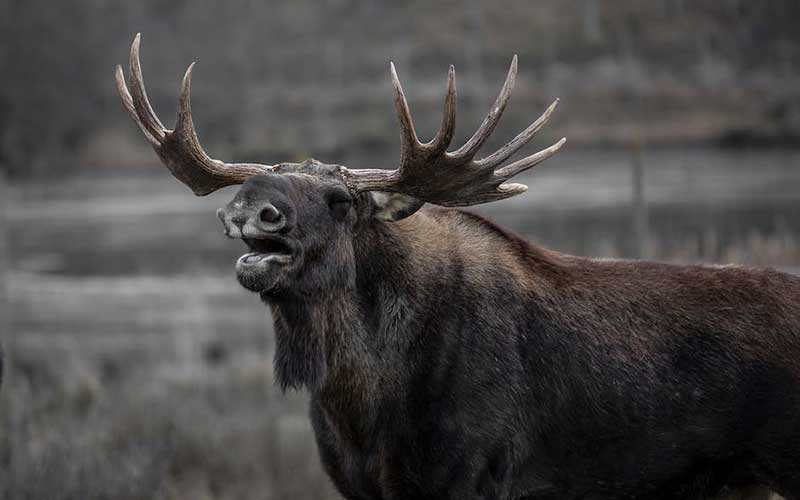 How to Estimate the Weight of an Elk(Easy Guide)