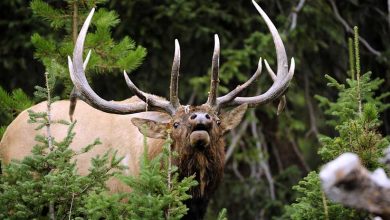 Photo of Are Elk Master Tips Good?