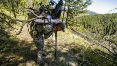 Photo of How Much Does an Elk Quarter Weigh (A Comprehensive Guide)