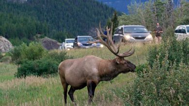 Photo of How to Attract Elk to Your Property (Unlock the Secrets)