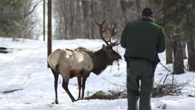 Photo of How to Pack Out an Elk Solo (Explained)