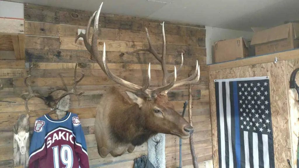 How to Hang European Elk Mount