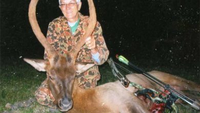 Photo of How to Hunt Cow Elk with A Bow (Full Guide)