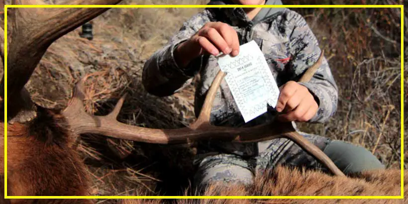 How to Tag an Elk in Colorado