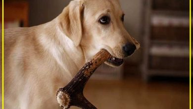 Photo of Are Elk Antlers Safe for Dogs: A Comprehensive Guide