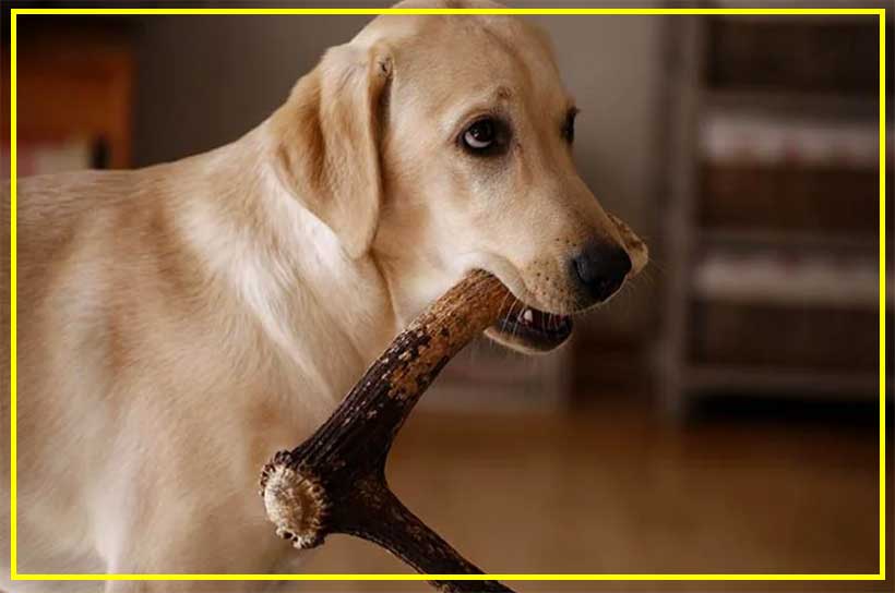 Are Elk Antlers Safe for Dogs