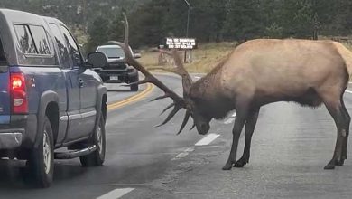 Photo of Are Elk Dangerous? Understanding the Potential Risks and Safety Measures