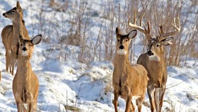 Photo of Are Elk in The Deer Family? Understanding the Differences and Similarities