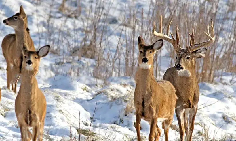 Are Elk in The Deer Family