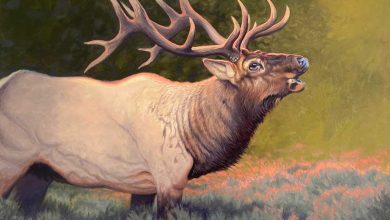 Photo of How Big Can Elk Get? Unveiling the Differences in Size and Stature