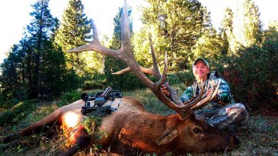 Photo of How Much Does A Cow Elk Weigh?