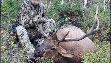 Photo of How Much Meat on An Elk? A Guide to Yield and Processing