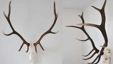 Photo of How to Hang an Elk Skull on the Wall (Everything Explained)