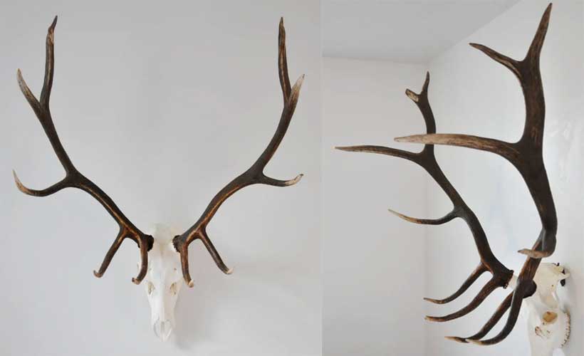 How to Hang an Elk Skull on the Wall